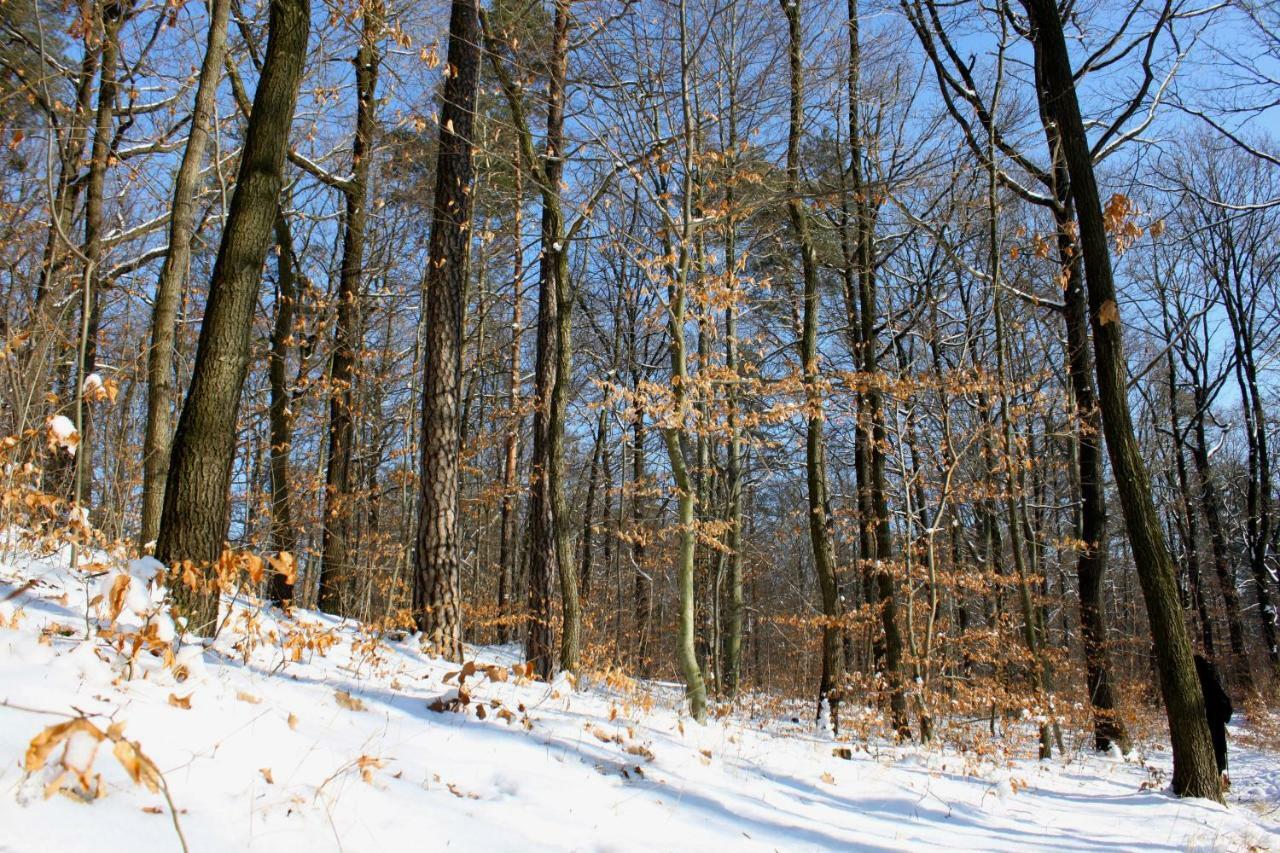 Ferienwohnung Natur Und Kunst Dresda Exterior foto