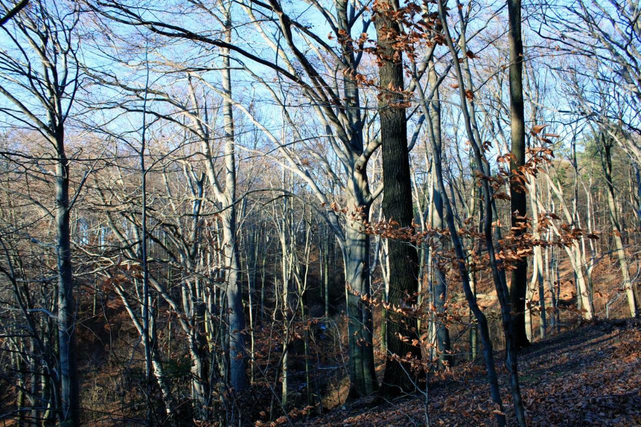 Ferienwohnung Natur Und Kunst Dresda Exterior foto