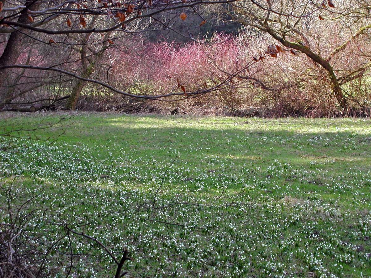 Ferienwohnung Natur Und Kunst Dresda Exterior foto