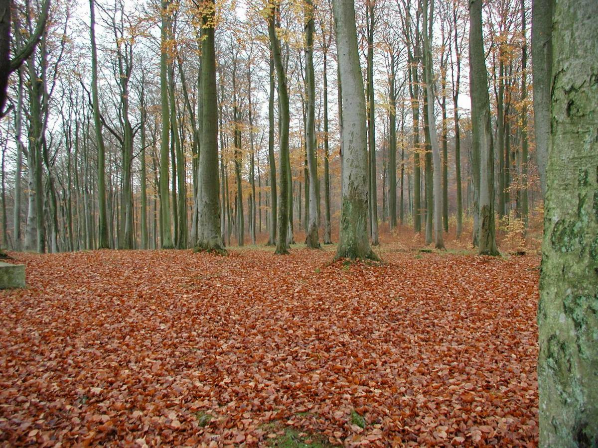Ferienwohnung Natur Und Kunst Dresda Exterior foto