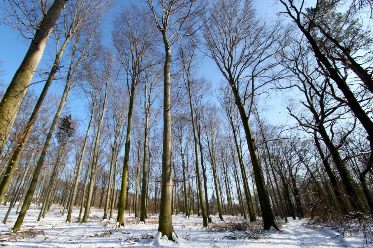 Ferienwohnung Natur Und Kunst Dresda Exterior foto